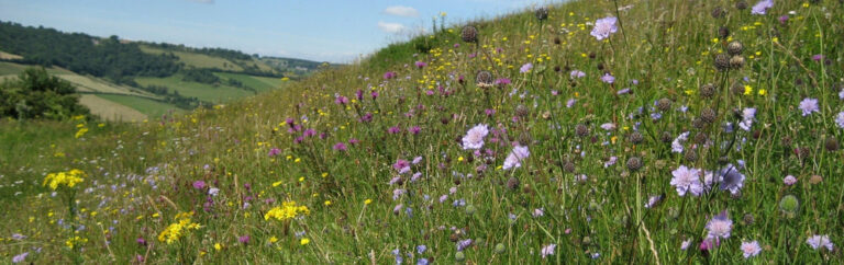 Picture of a meadow in bloom