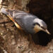 Radford & Hooe Lake Nuthatch