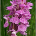 Early Marsh Orchid - Dactylorhiza incarnata